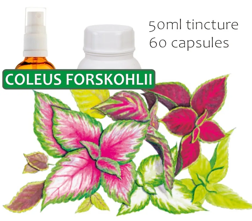 Coleus Forskohlii 60 capsules or 50ml tincture image 3