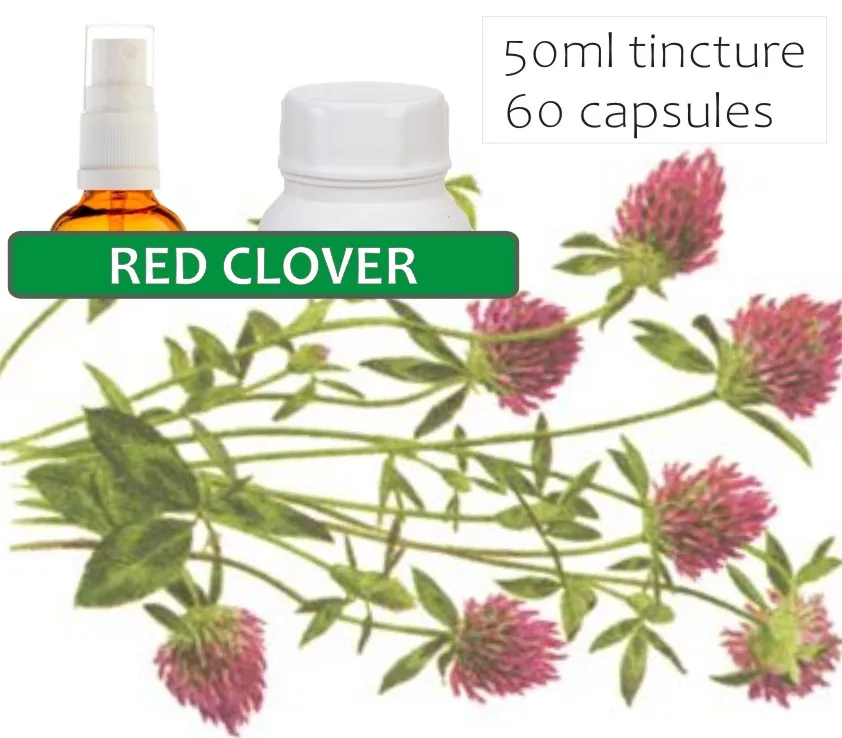 Red Clover 60 capsules or 50ml tincture image 2