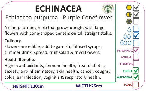 Echinacea 60 capsules or 50ml tincture — info graphic 3