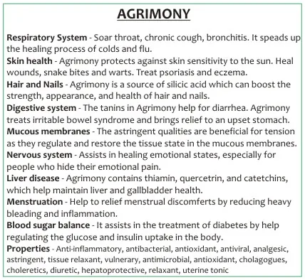 Agrimony 60 capsules or 50ml tincture — info graphic 3