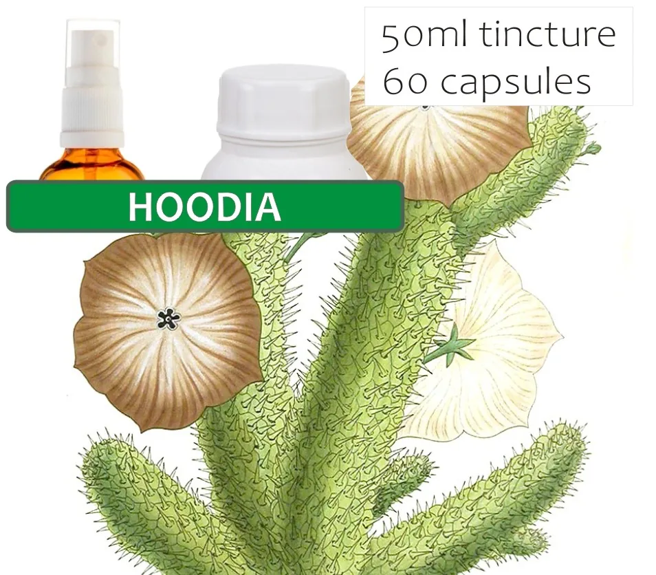 Hoodia 60 capsules or 50ml tincture — info graphic 2