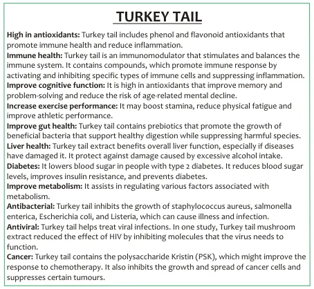 Turkey Tail Mushroom (extract 10:1) 60 capsules image 3
