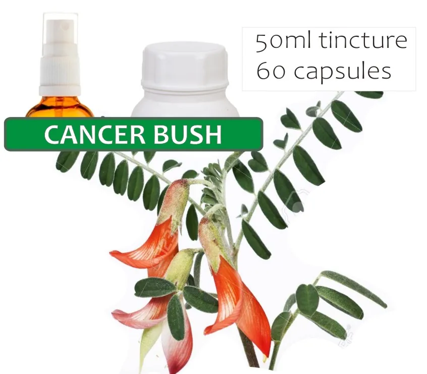 Cancer Bush 60 capsules or 50ml tincture — info graphic 2