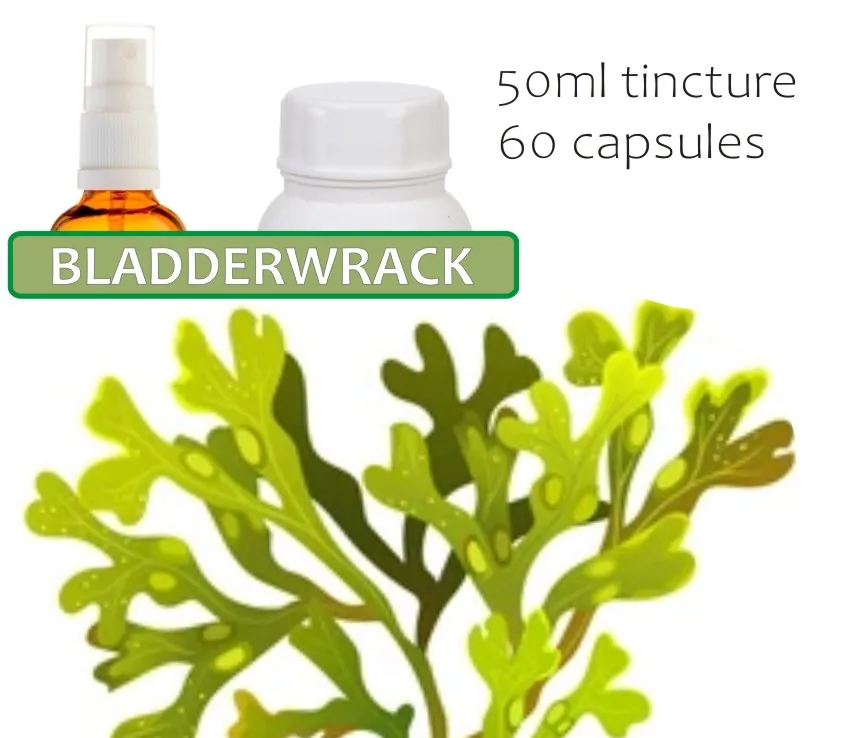 Bladderwrack 60 capsules or 50ml tincture image 2