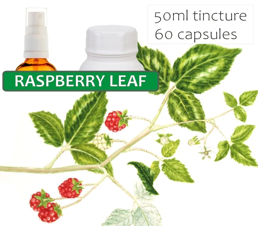 Raspberry Leaf 60 capsules or 50ml tincture image 2