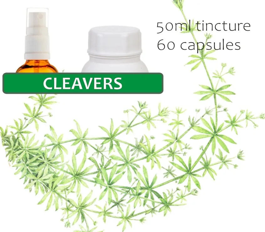 Cleavers (bedstraw) 60 capsules or 50ml tincture image 2