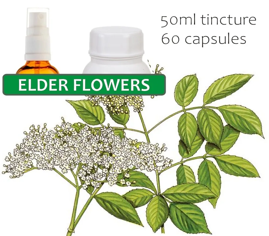 Elder Flower 60 capsules or 50ml tincture — info graphic 1