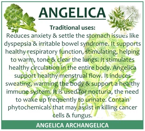 Angelica Root 60 capsules or 50ml tincture image 4