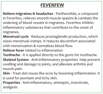 Feverfew 60 capsules or 50ml tincture — info graphic 2