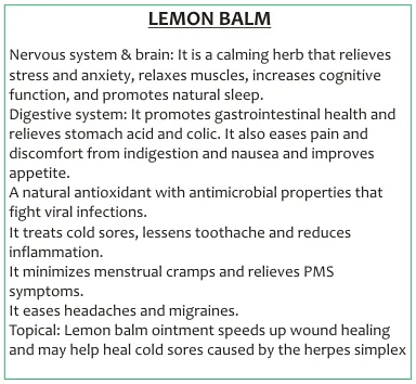 Lemon Balm 60 capsules or 50ml tincture — info graphic 3