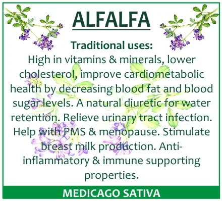 Alfalfa 60 capsules or 50ml tincture — info graphic 3
