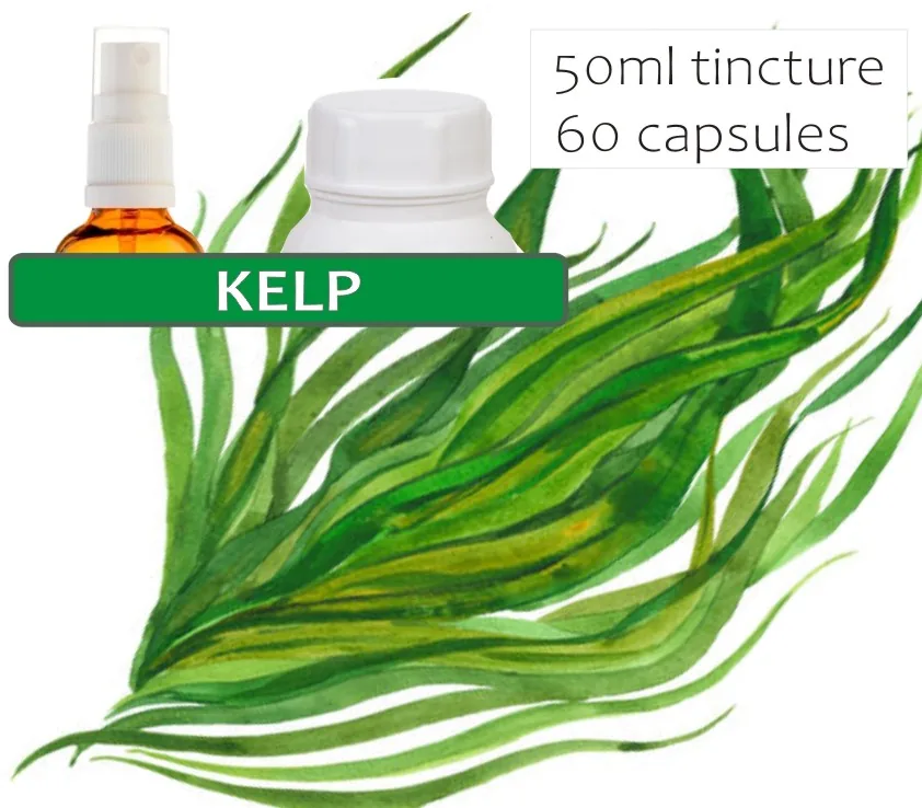 Kelp 60 capsules or 50ml tincture